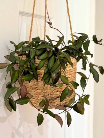 hoya-rosita-dmplantsbg-1