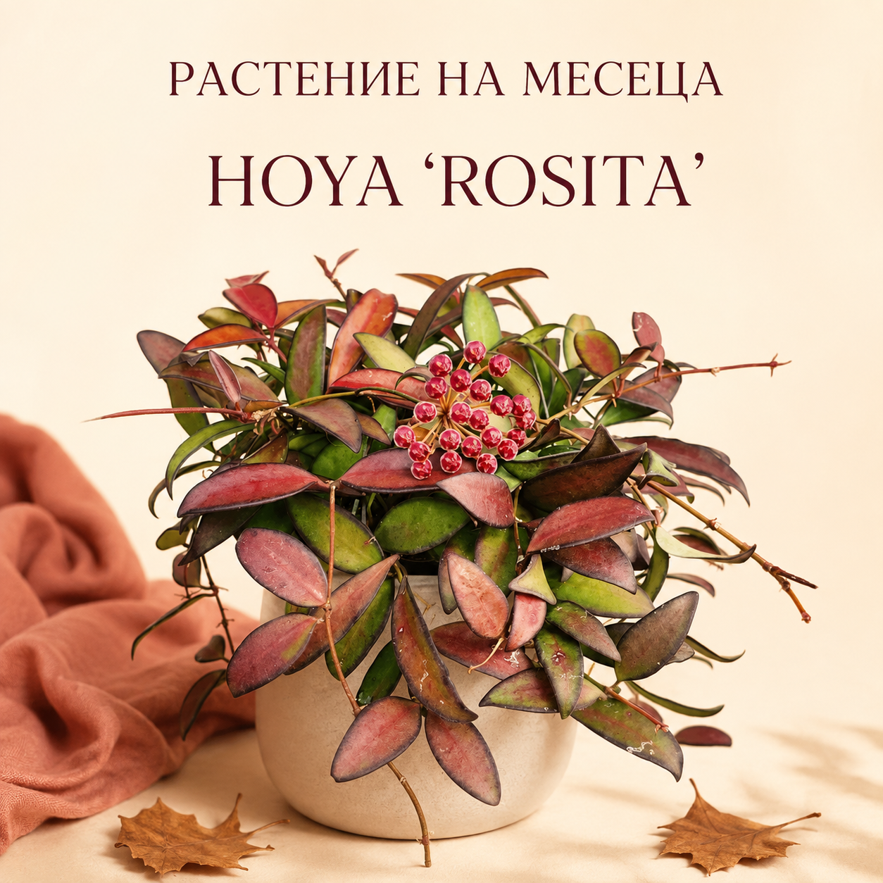 hoya-rosita-dmplantsbg