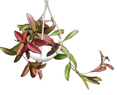 hoya-rosita-dmplantsbg-2