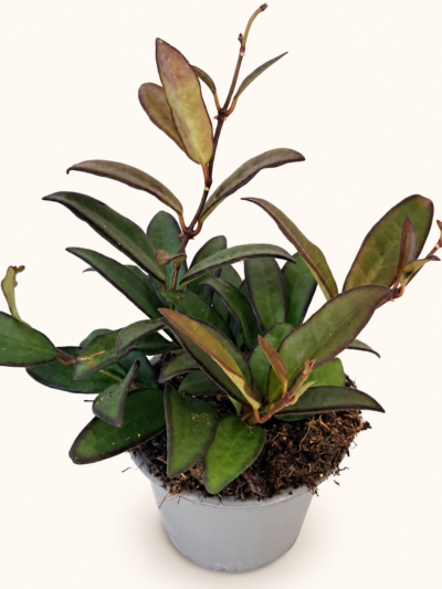 Hoya Rosita