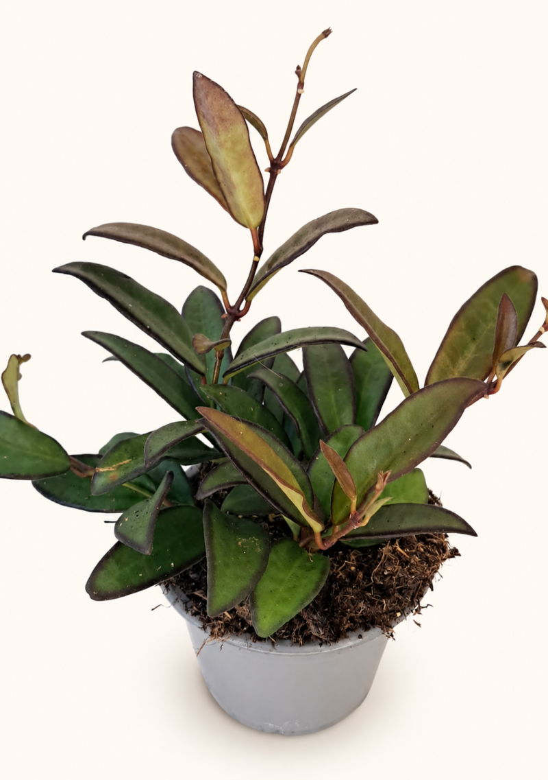 Hoya Rosita / Хоя Росита