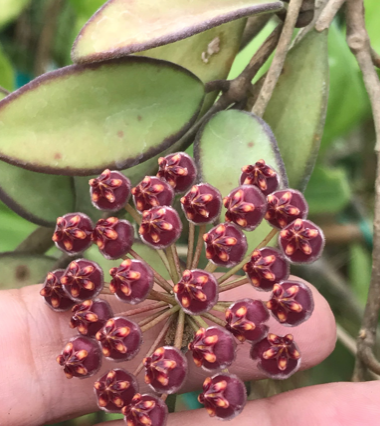 Hoya-Rosita