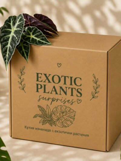 Mystery Box Exotic Plants / Кутия изненада с Екзотични Растения