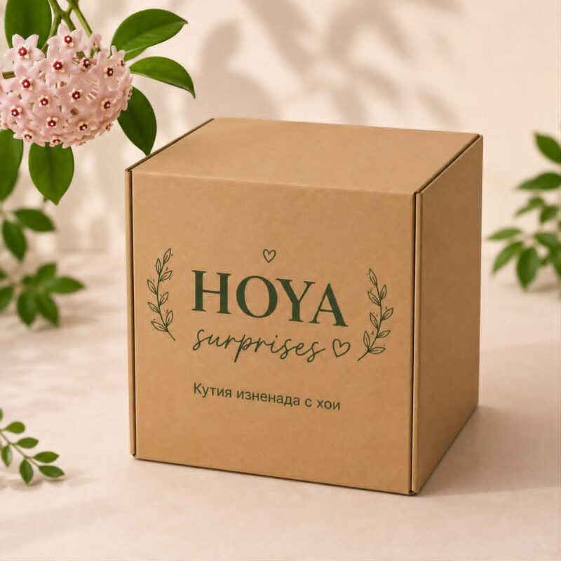 Mystery Box Hoya / Кутия изненада с Хоя