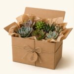 Кутия изненада със сукуленти / Mystery Box Сукуленти