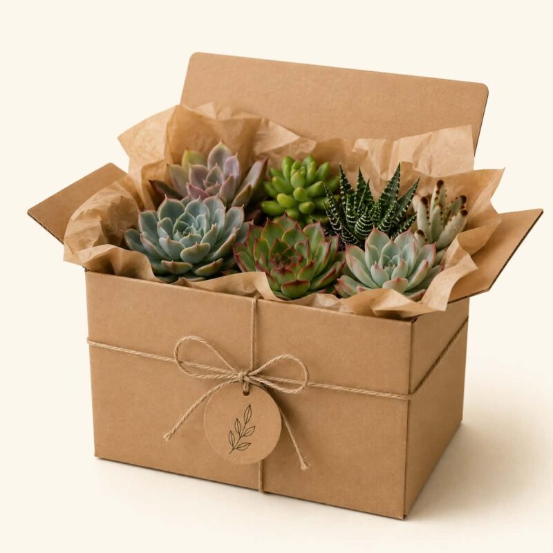 Кутия изненада със сукуленти / Mystery Box Сукуленти