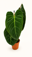 Philodendron Melanochrysum / Филодендрон Меланохризум (черно-златен)