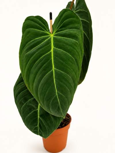 Philodendron Melanochrysum / Филодендрон Меланохризум (черно-златен)