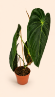 Philodendron Melanochrysum / Филодендрон Меланохризум (черно-златен)
