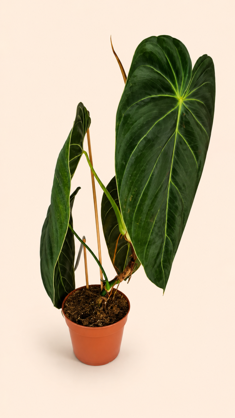 Philodendron Melanochrysum / Филодендрон Меланохризум (черно-златен)