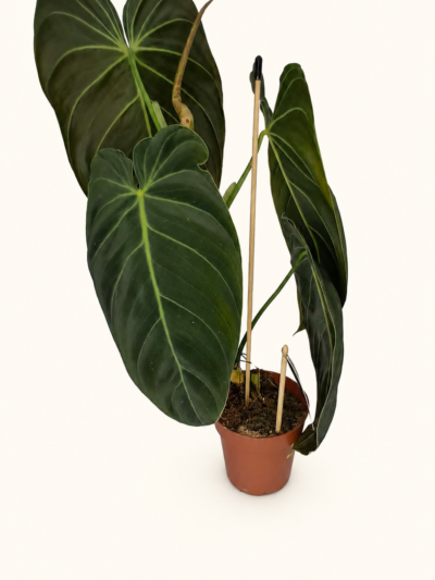 Philodendron Melanochrysum