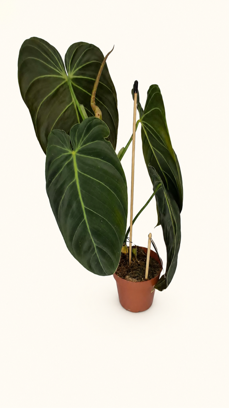 Philodendron Melanochrysum / Филодендрон Меланохризум (черно-златен)