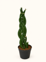 Sansevieria Cylindrica / Сансевиера Цилиндрика (плитка)