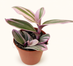 Tradescantia Nanouk / Традесканция „Нанук“