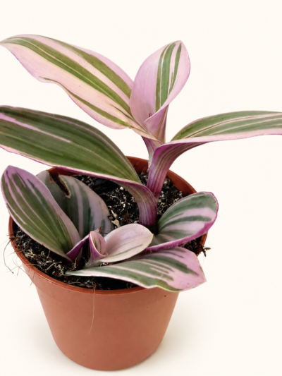 Tradescantia Nanouk / Традесканция „Нанук“