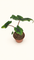 Alocasia Jacklyn / Алоказия Жаклин