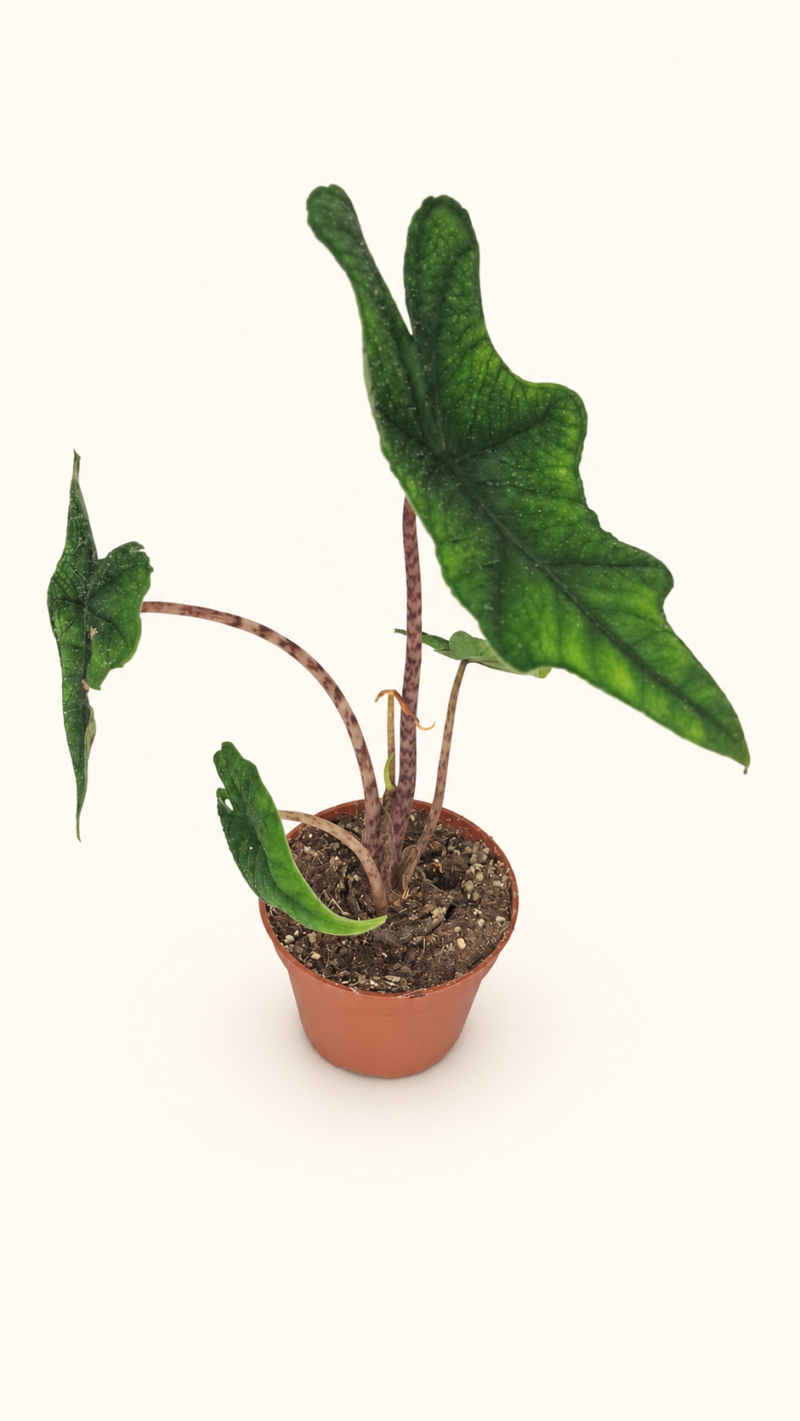 Alocasia Jacklyn / Алоказия Жаклин
