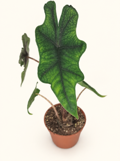 Alocasia Jacklyn – рядка Alocasia tandurusa с нарязани зелени листа