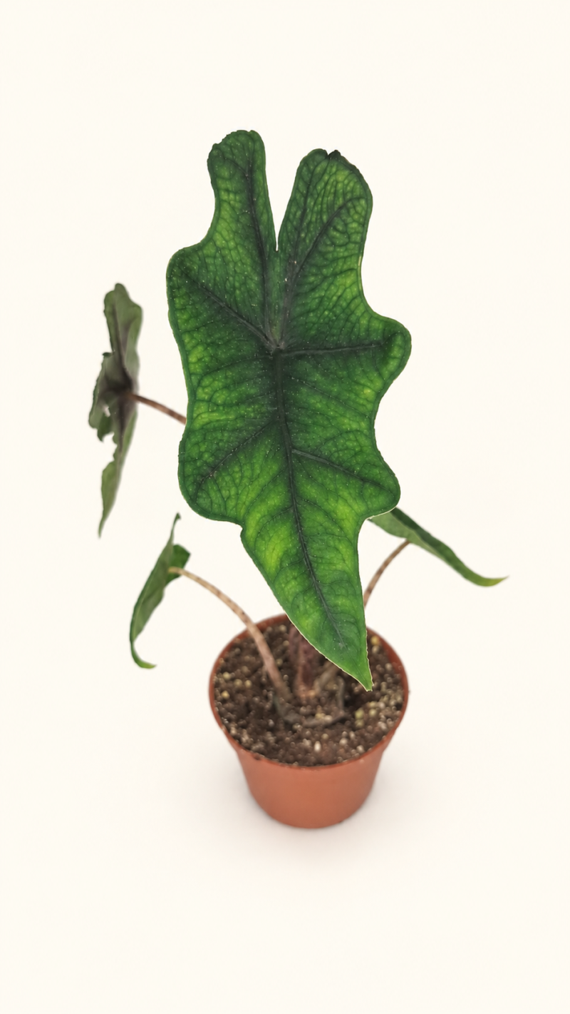 Alocasia Jacklyn / Алоказия Жаклин