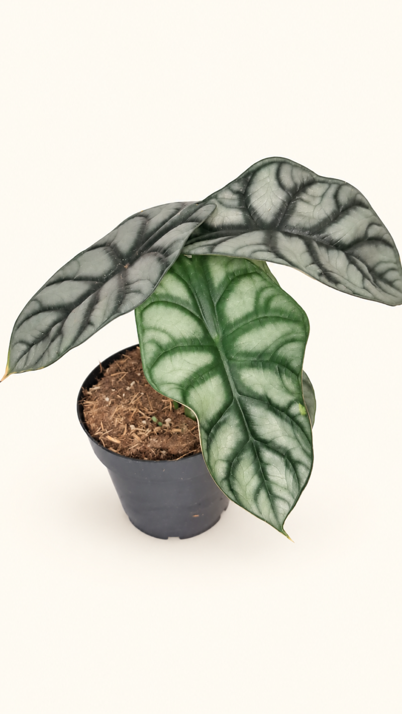 Alocasia Nebula Silver / Алоказия Небула Силвър / Алоказия Сребърна мъгла