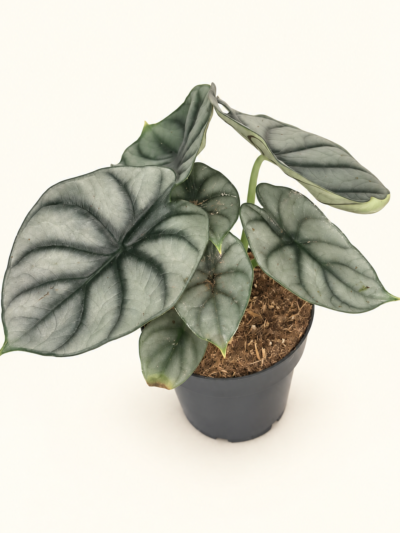 Alocasia Nebula Silver – рядка алоказия със сребристи релефни листа