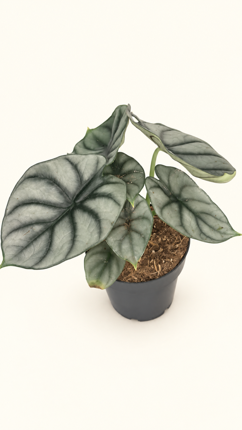 Alocasia Nebula Silver / Алоказия Небула Силвър / Алоказия Сребърна мъгла