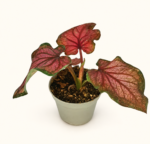 Caladium Lucia / Каладиум Луция
