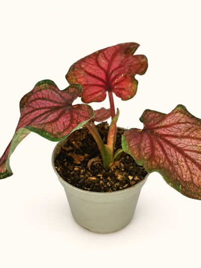 Caladium Lucia / Каладиум Луция