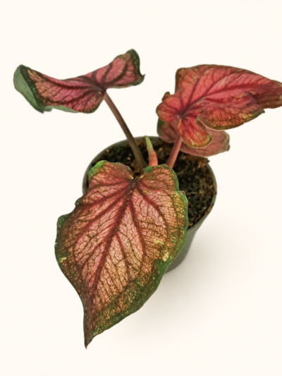 Caladium Lucia – розов каладиум със сърцевидни листа от DM Plants