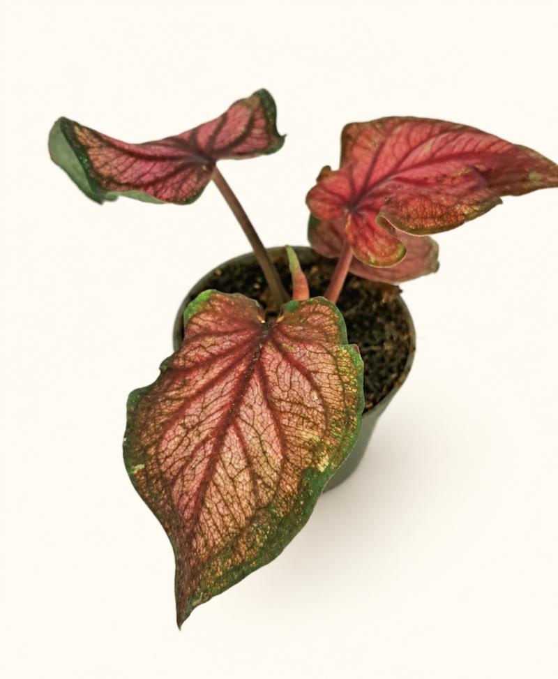 Caladium Lucia / Каладиум Луция