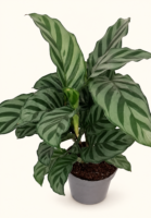 Calathea Freddie / Калатея Фреди