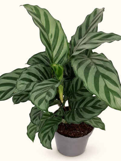 Calathea Freddie / Калатея Фреди