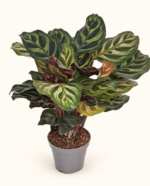 Calathea Makoyana / Калатея Макояна - Пауново растение