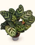 Calathea Makoyana / Калатея Макояна - Пауново растение