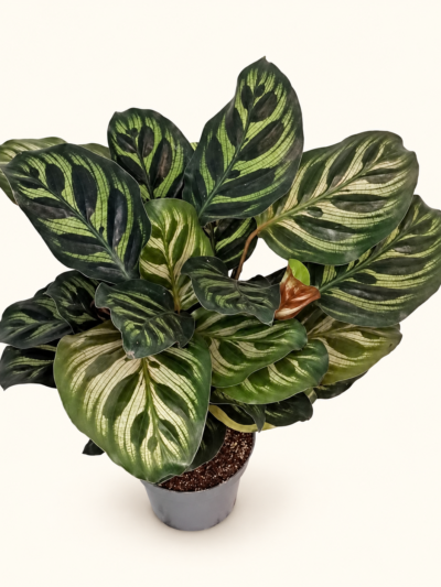 Calathea Makoyana / Калатея Макояна - Пауново растение