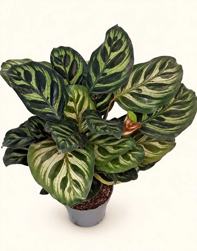 Calathea Makoyana / Калатея Макояна - Пауново растение