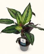 Calathea ornata ‘Beauty Star’ / Калатея Орната „Бюти Стар“ /