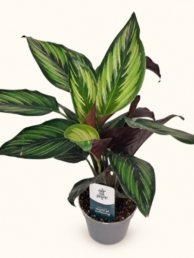 Calathea ornata ‘Beauty Star’ / Калатея Орната „Бюти Стар“ /