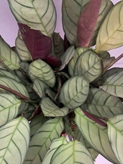 Ctenanthe burle-marxii ‘Amagris’