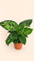 Homalomena Camouflage / Хомаломена Камуфлаж