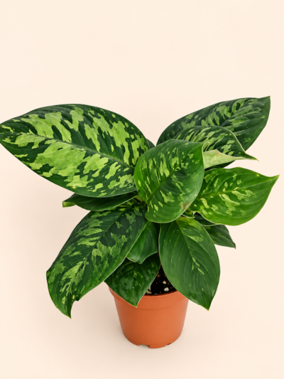 Homalomena Camouflage / Хомаломена Камуфлаж