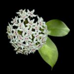 Hoya australis / Хоя Аустралис