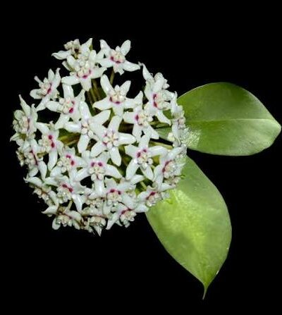 Hoya australis – австралийска зелена хоя от DM Plants