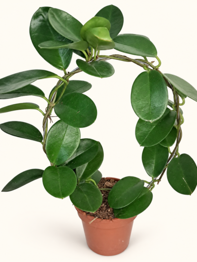 Hoya australis / Хоя Аустралис