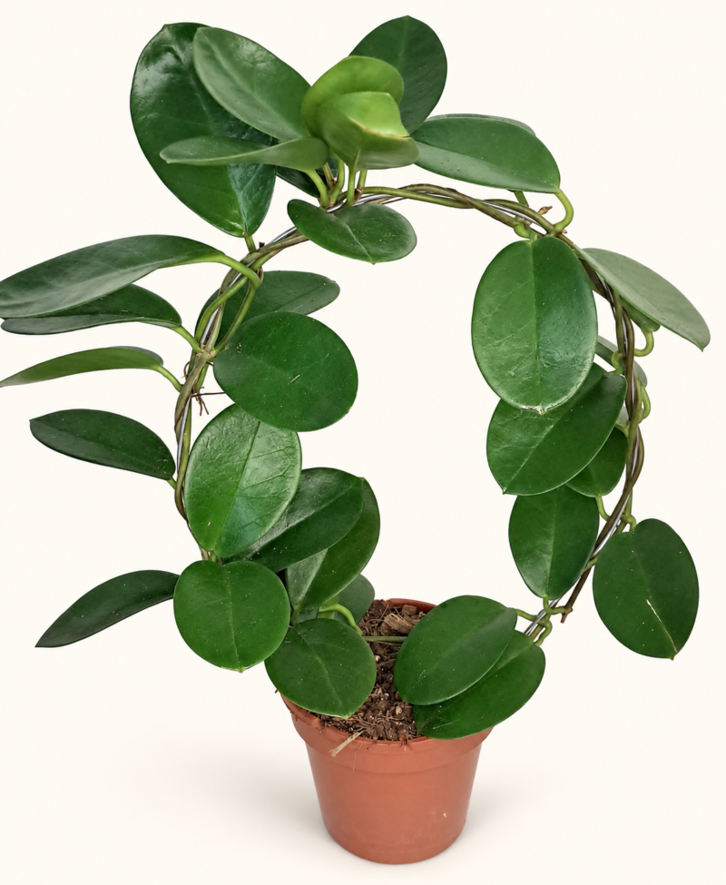 Hoya australis / Хоя Аустралис