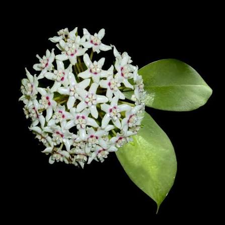 Hoya australis / Хоя Аустралис