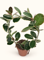 Hoya australis Blondie arch / Хоя Блонди арка