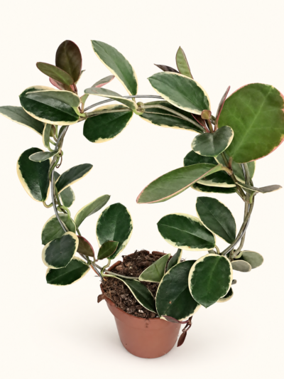 Hoya australis Blondie arch / Хоя Блонди арка