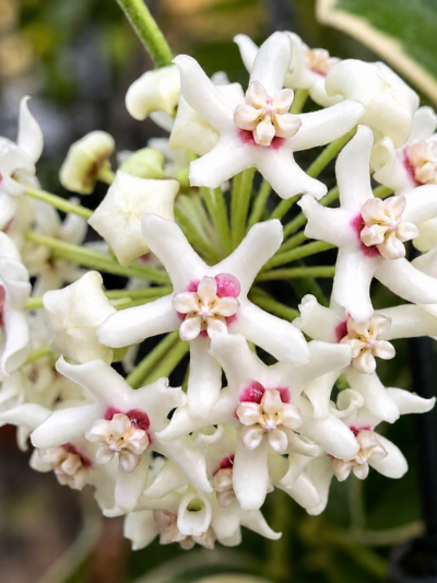 Hoya australis Blondie пъстролистна хоя от DM Plants