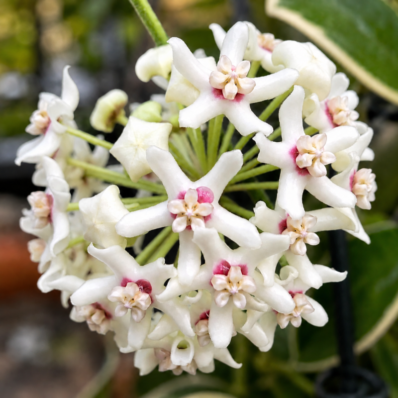Hoya australis Blondie arch / Хоя Блонди арка